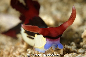 El Toro . . . Nembrotha by Suzan Meldonian 